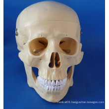 High Quality Human Skull Medical Model for Teaching (R020611)
